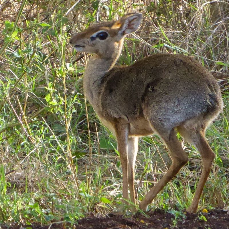 Musk Animalic Collection