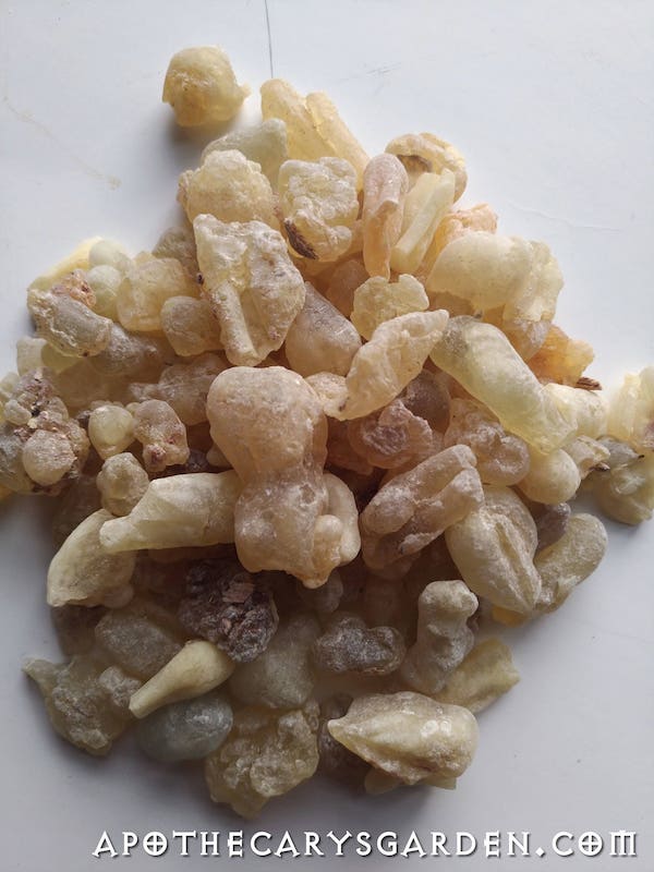 Frankincense Dalzielii