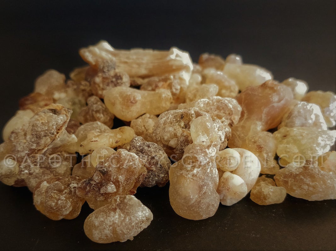 Frankincense Dalzielii Oleo extract