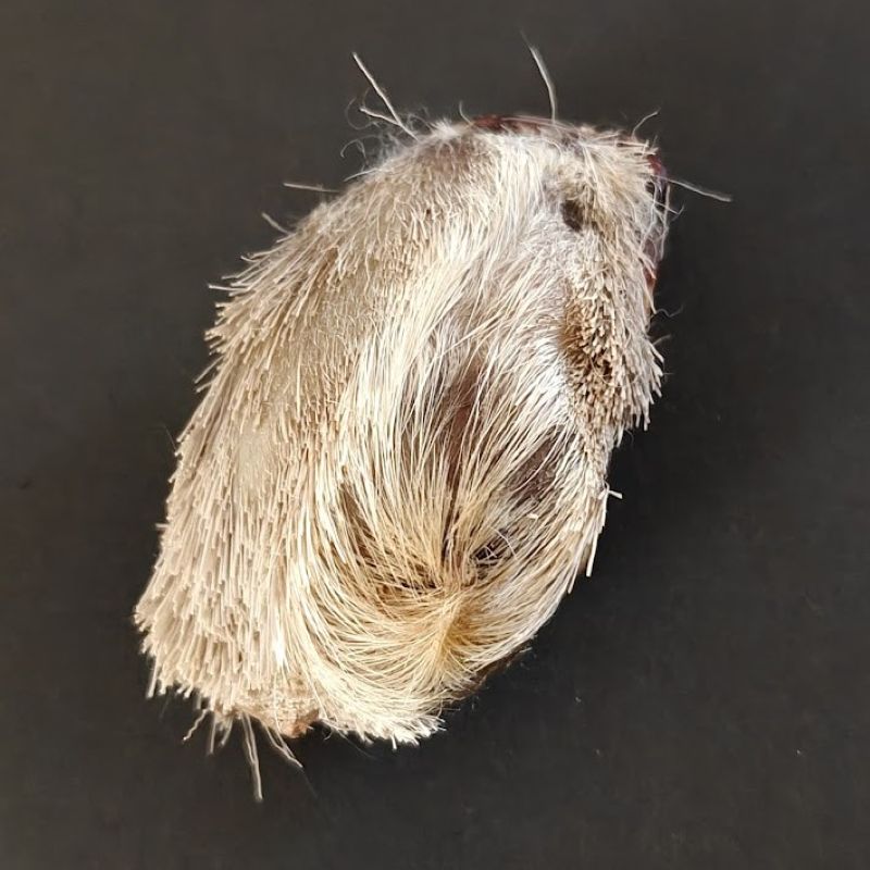 Deer musk pod