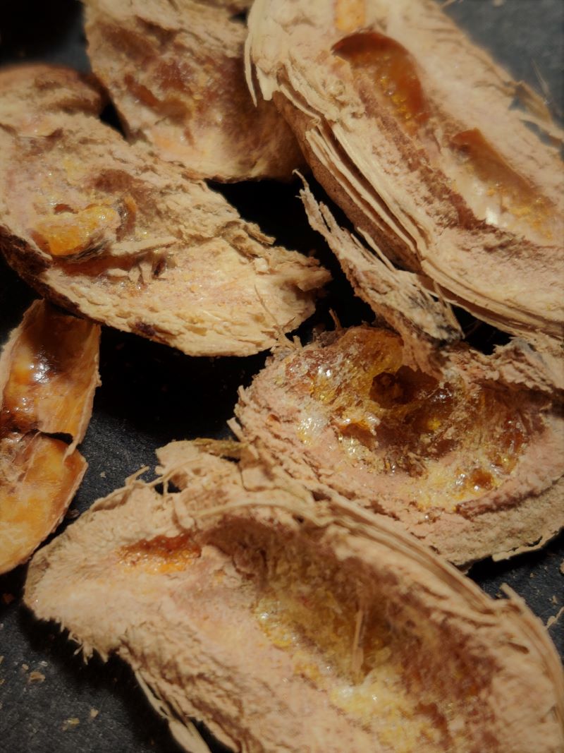 Peru Balsam Seeds