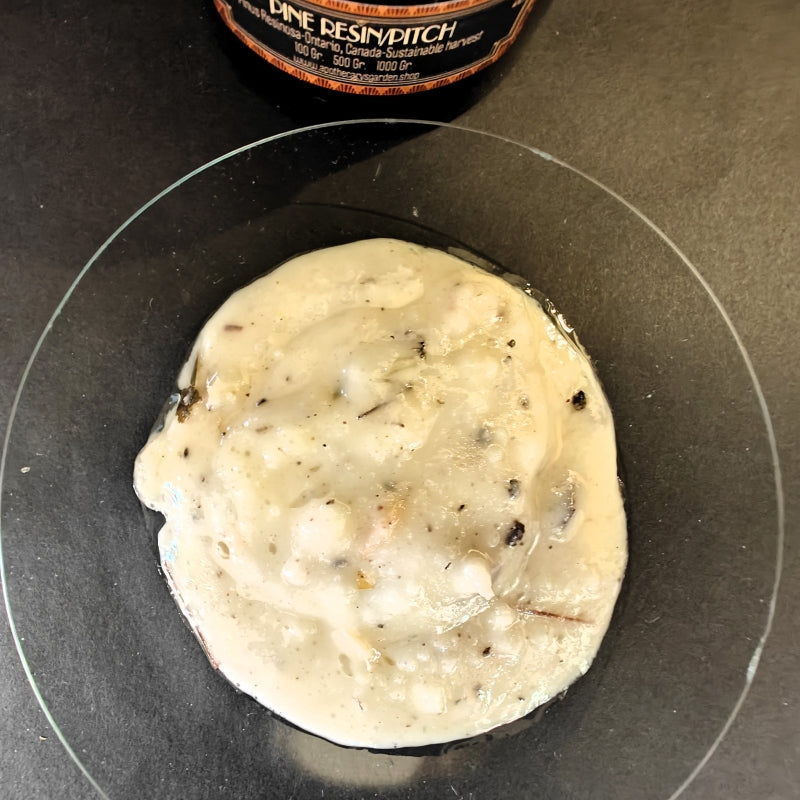 Pine Sap/Pitch/Resin-FRESH!! White Pine Resin