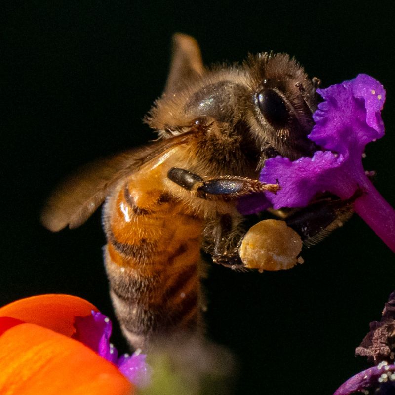 Propolis-Honey bee on a purple flower with a black background
