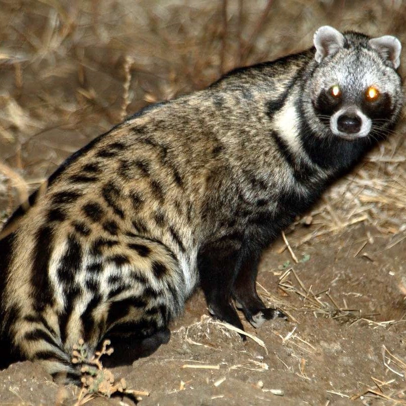 Civet Paste