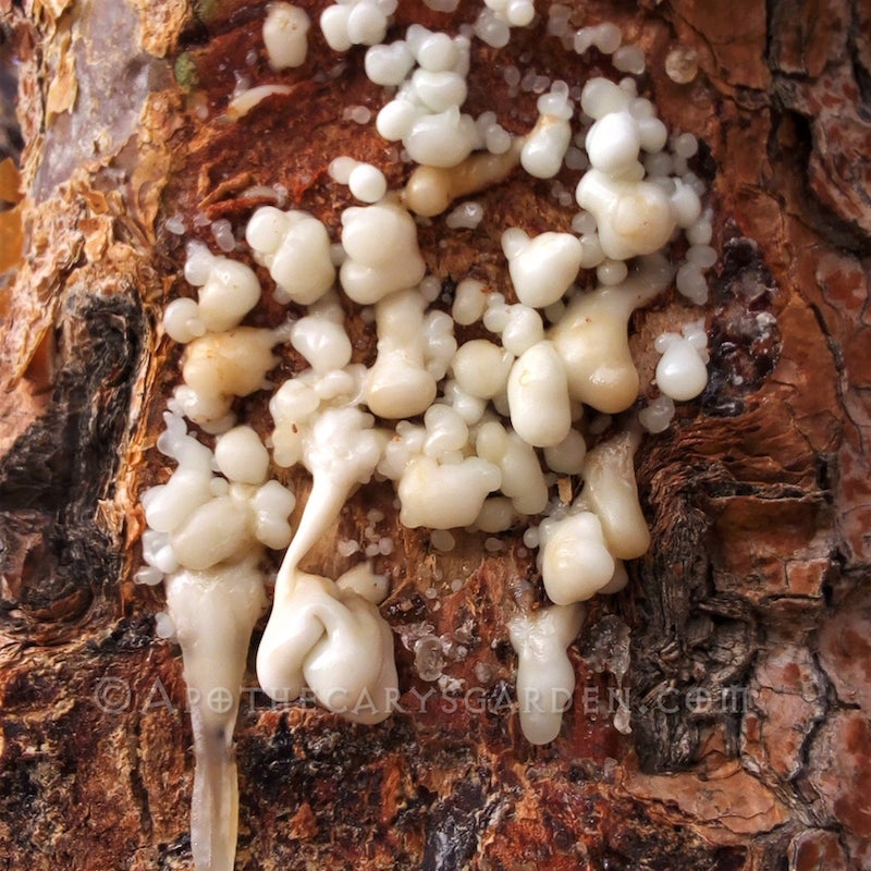 Frankincense Carterii #1