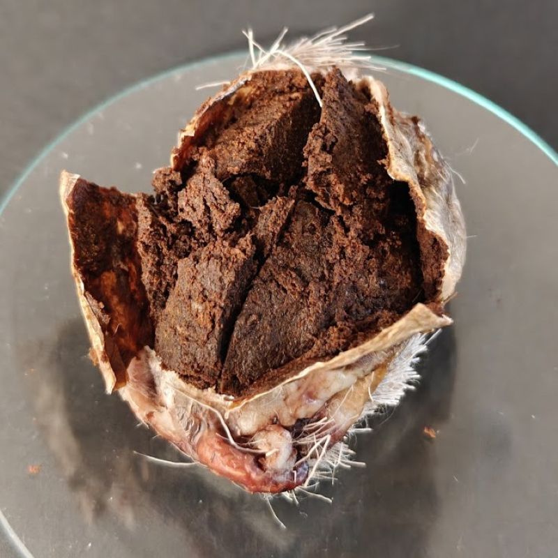 Deer musk in pod
