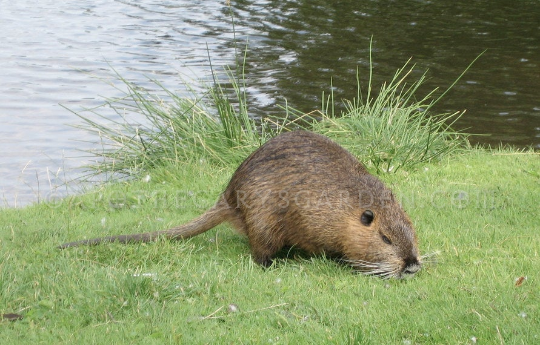 Muskrat musk gland paste
