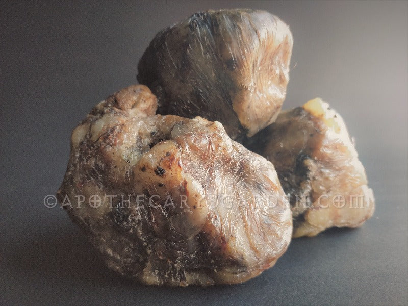 African Elemi resin-Camonya-Canarium Schweinfurthii-Anglola-v3.jpg