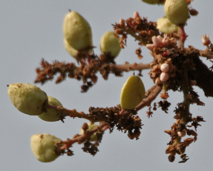 Frankincense Serrata essential oil. Boswellia Serrata. India