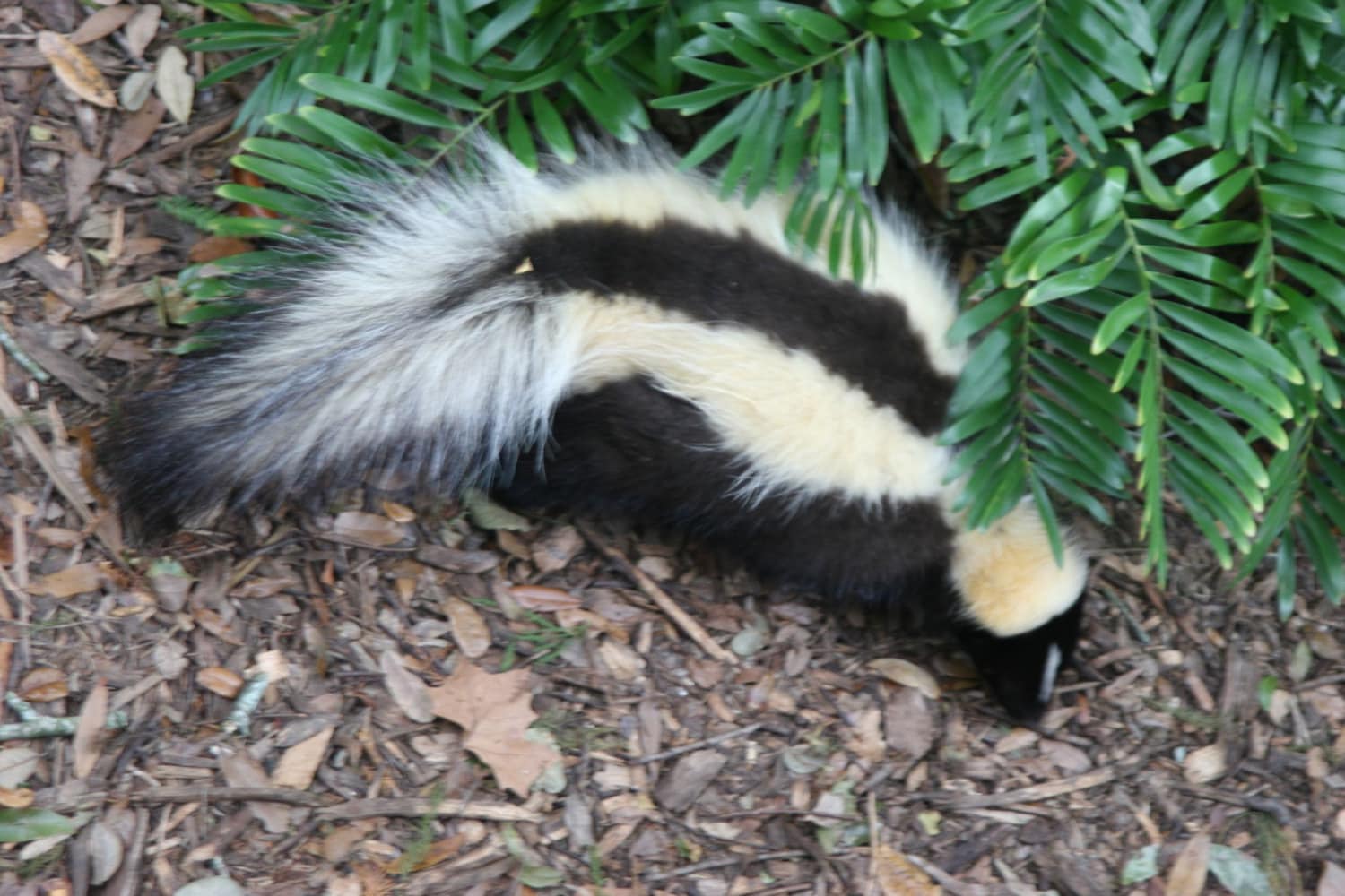 Skunk Perfume tincture-Full Strength-Natural