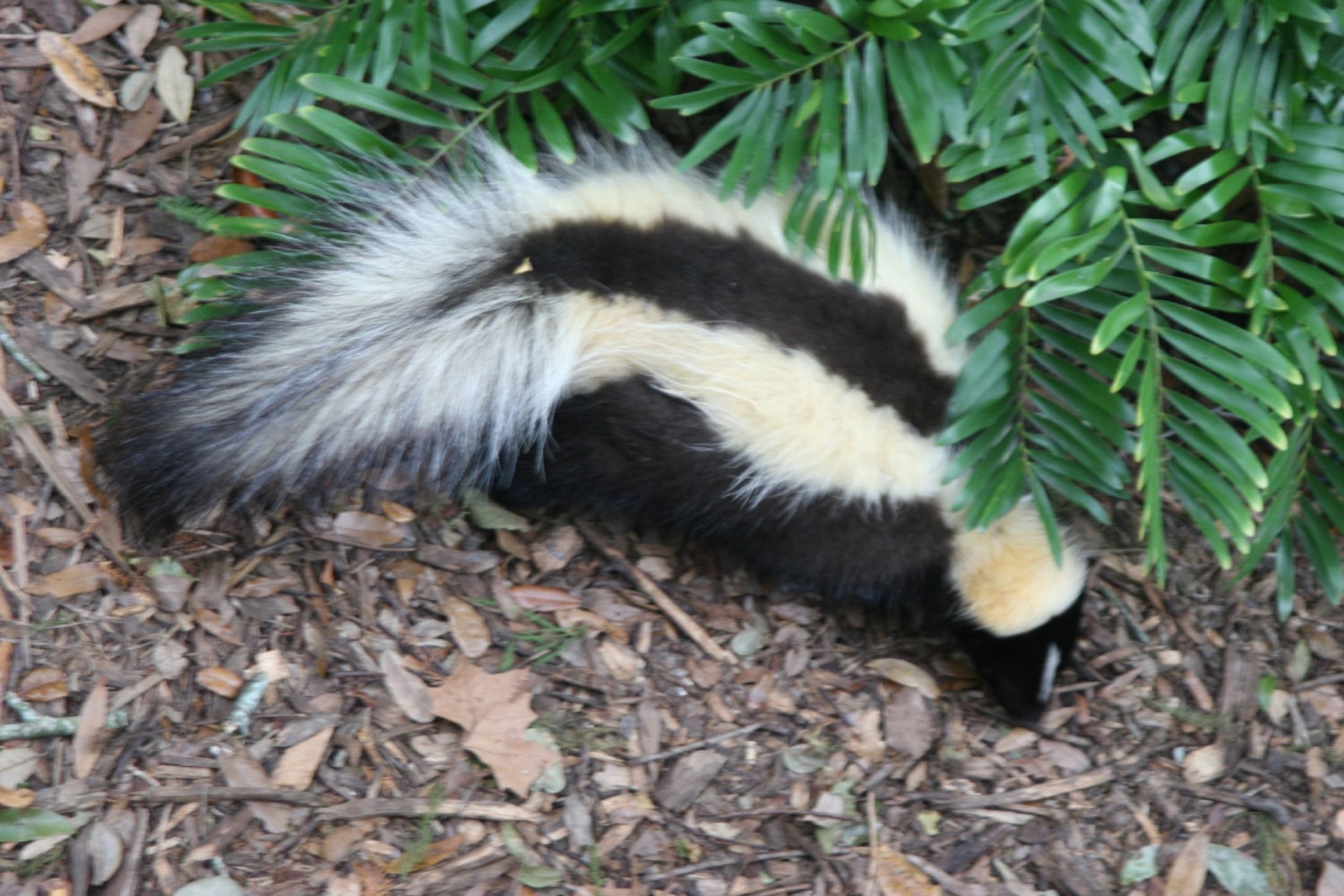Skunk Perfume tincture-2%-Natural