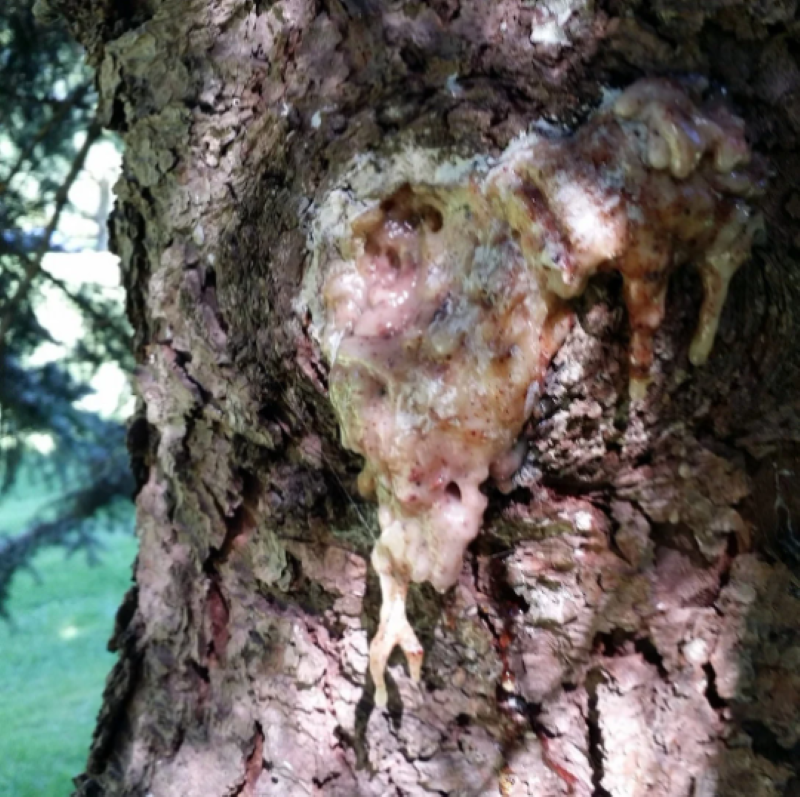 How to prepare Winter Medicine with local Tree Resins