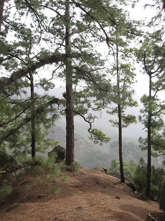 By JuVlai from Germany - 2012-01-04 La Palma (312) Caldera de Taburiente, CC BY-SA 2.0, https://commons.wikimedia.org/w/index.php?curid=18339295