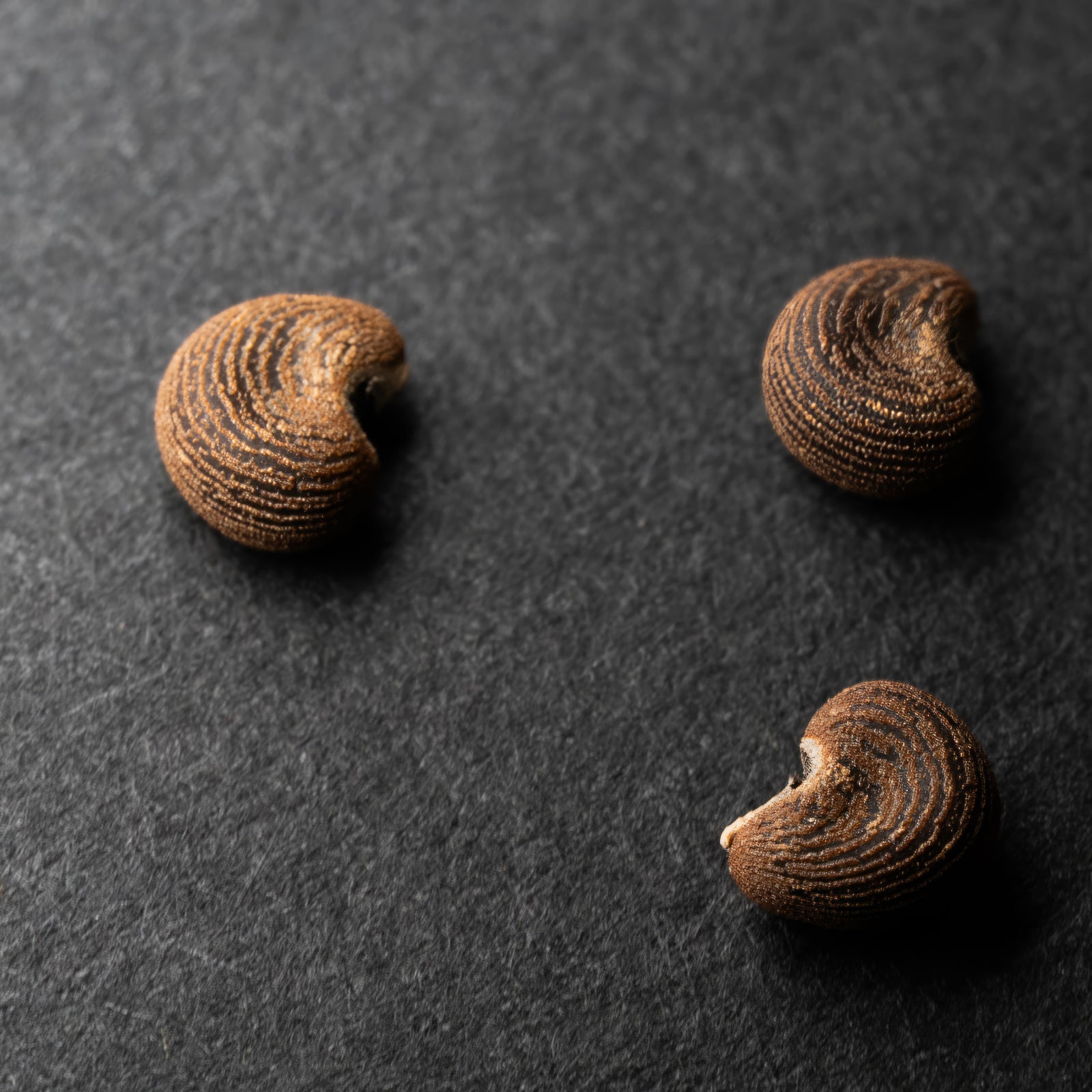 Musk Seeds-Musk Ambrette Seeds-Botanical Musk