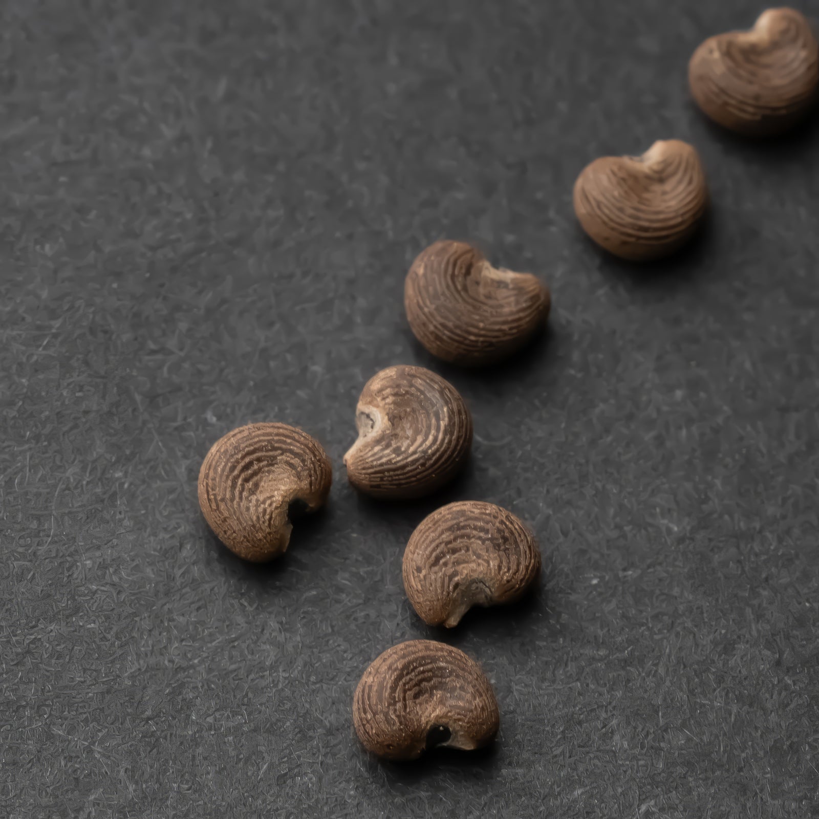 Musk Seeds-Musk Ambrette Seeds-Botanical Musk