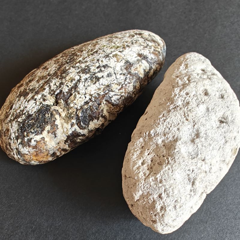 White Ambergris-Gold Ambergris
