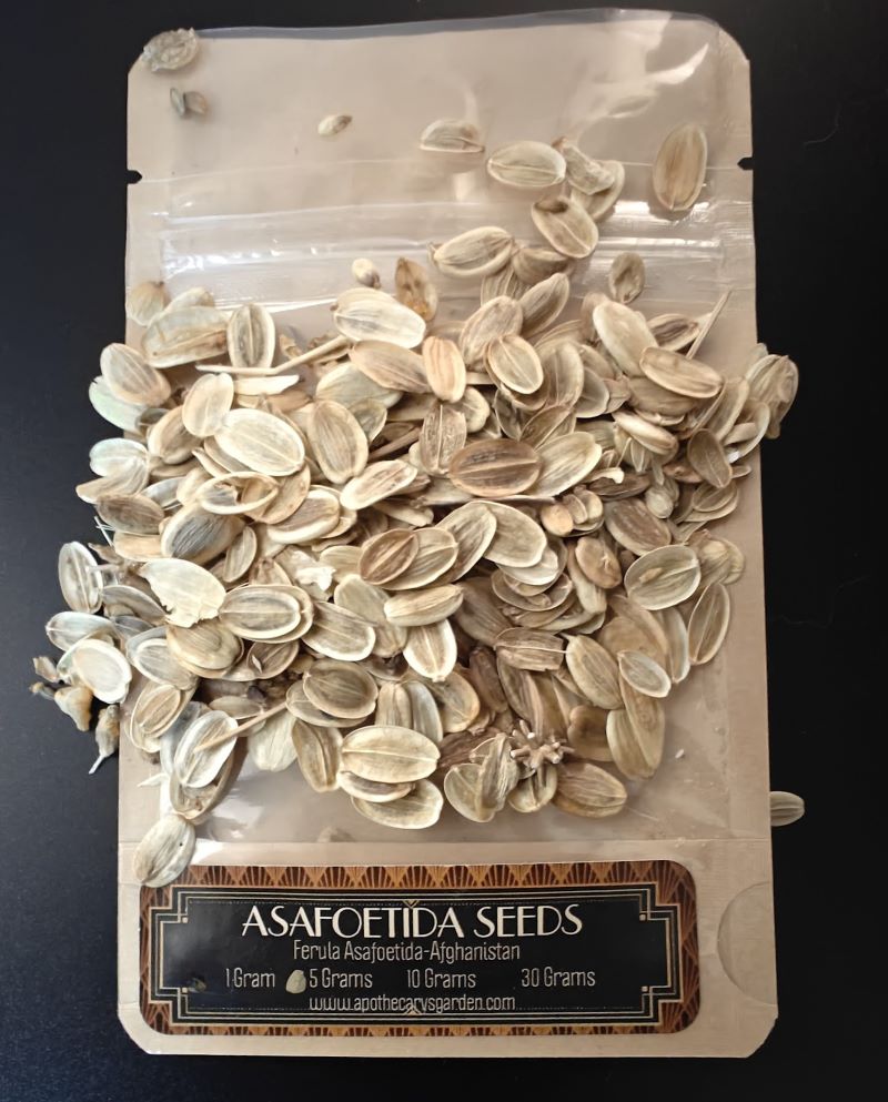 hing plant seeds Asafoetida Seeds