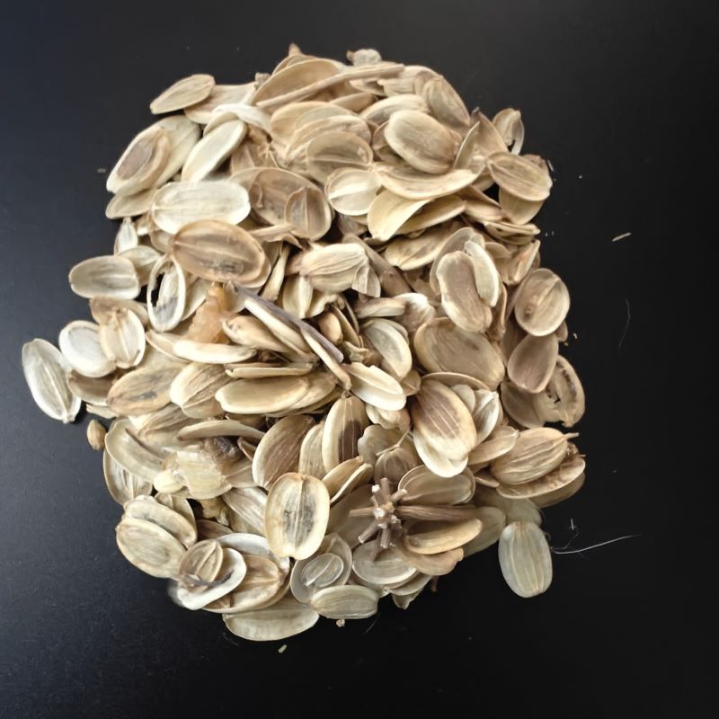 fadogia agrestis plant seeds Asafoetida Seeds