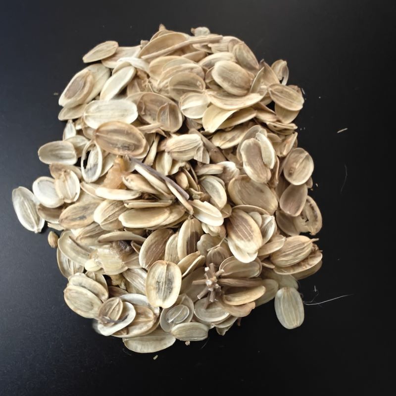 Asafoetida Seeds