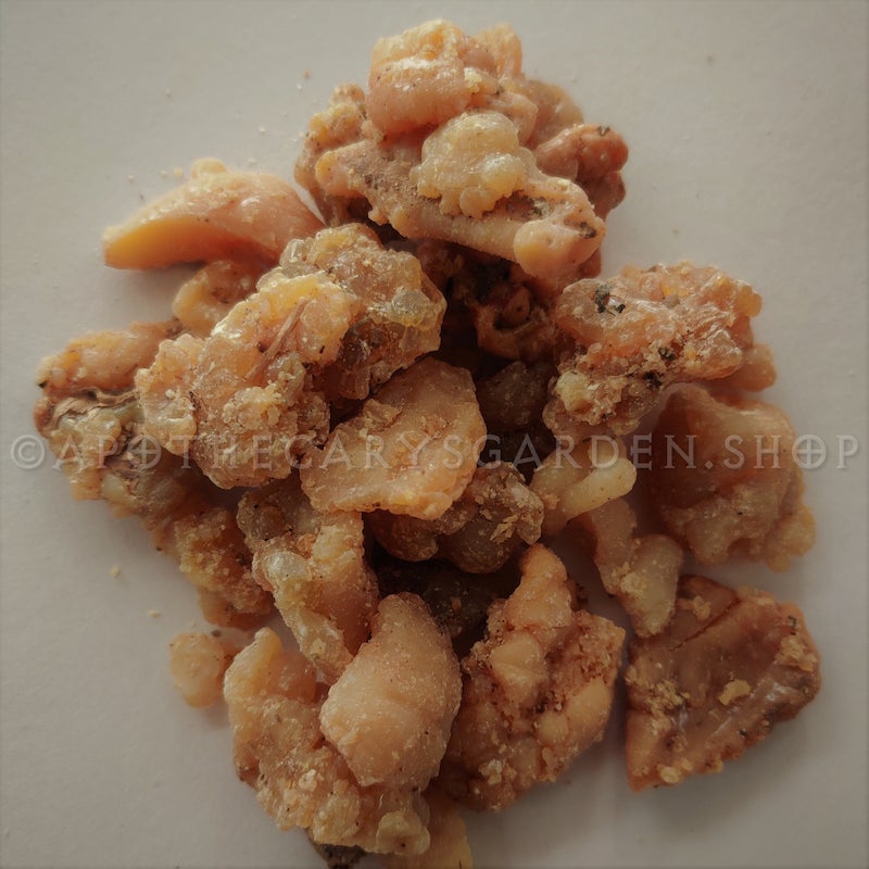 asafoetida plant seeds Asafoetida resin-PURE-Rare Quality