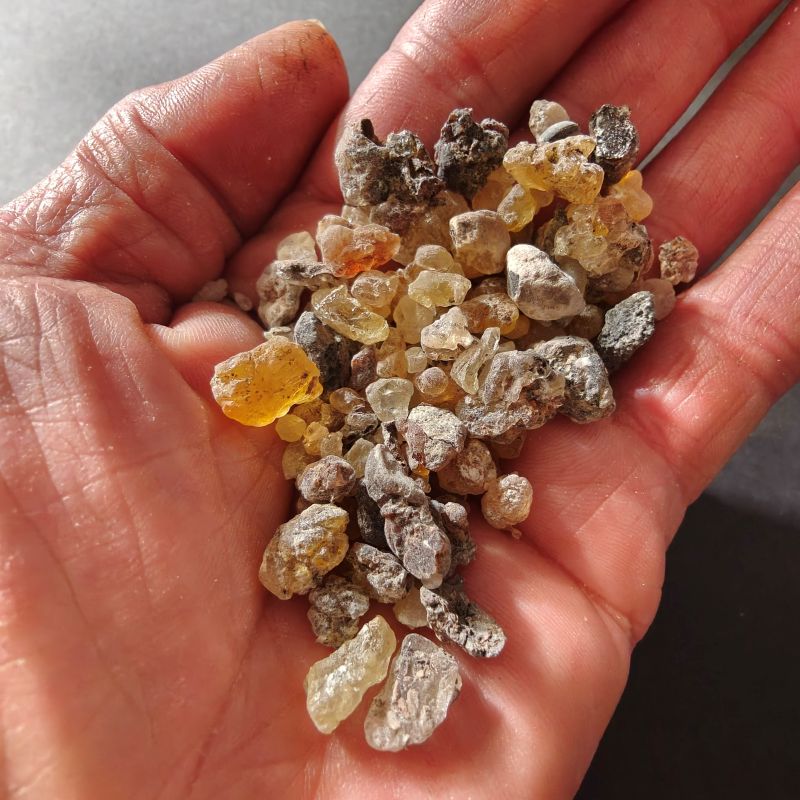 Frankincense Dioscoridis-RARE!