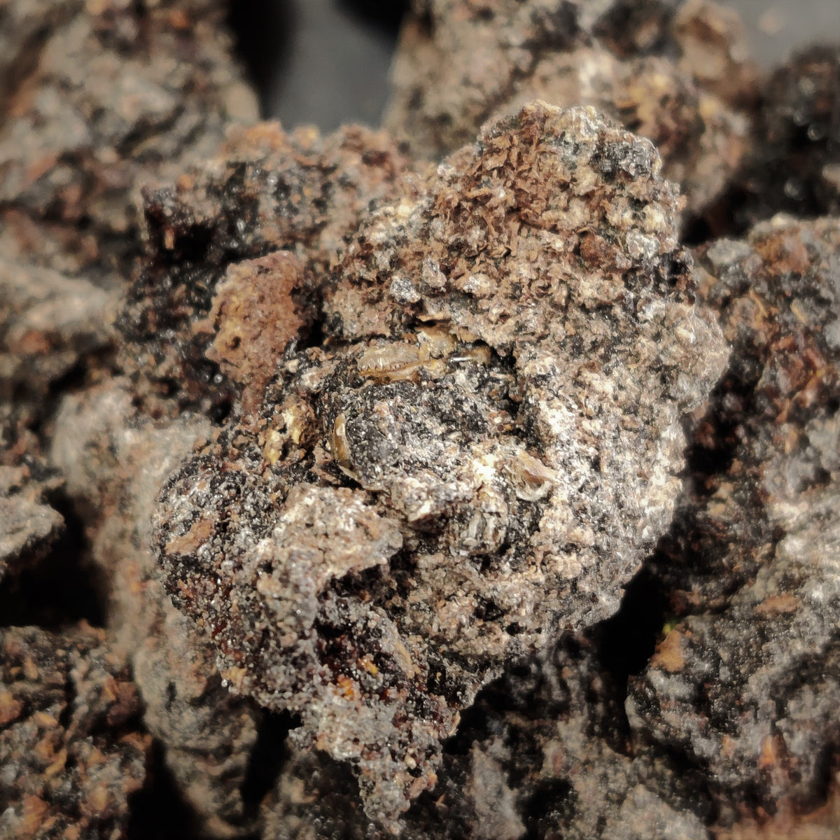 RARE!-Black Mastic Essential Oil-Vibrant, potent and uplifting!