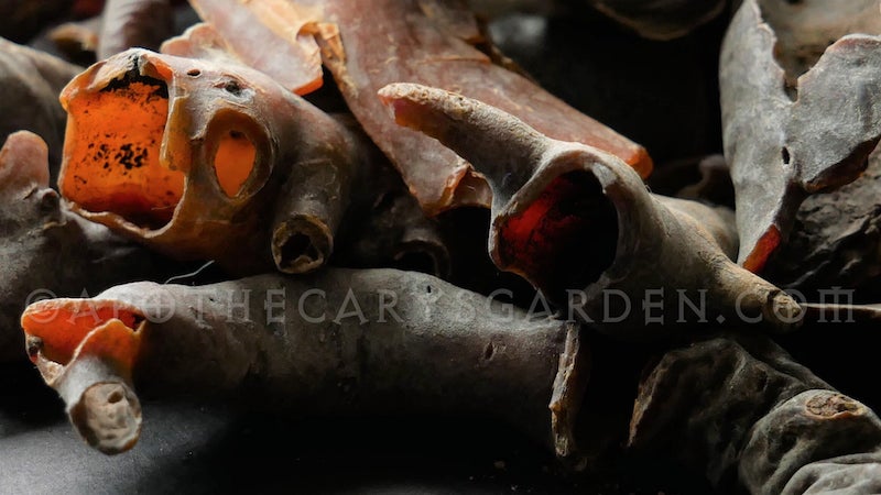 Bushman's Candle Bark Chips