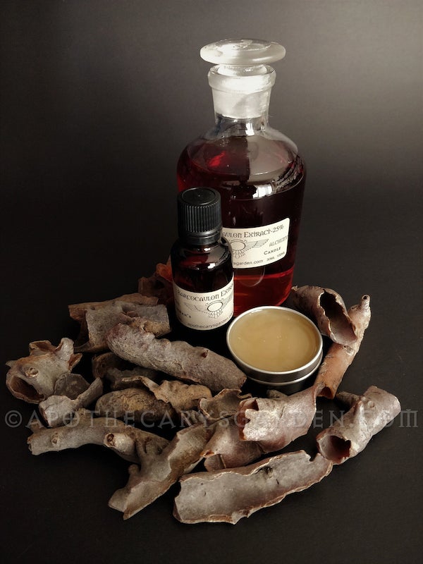 Bushman&#39;s Candle Extract