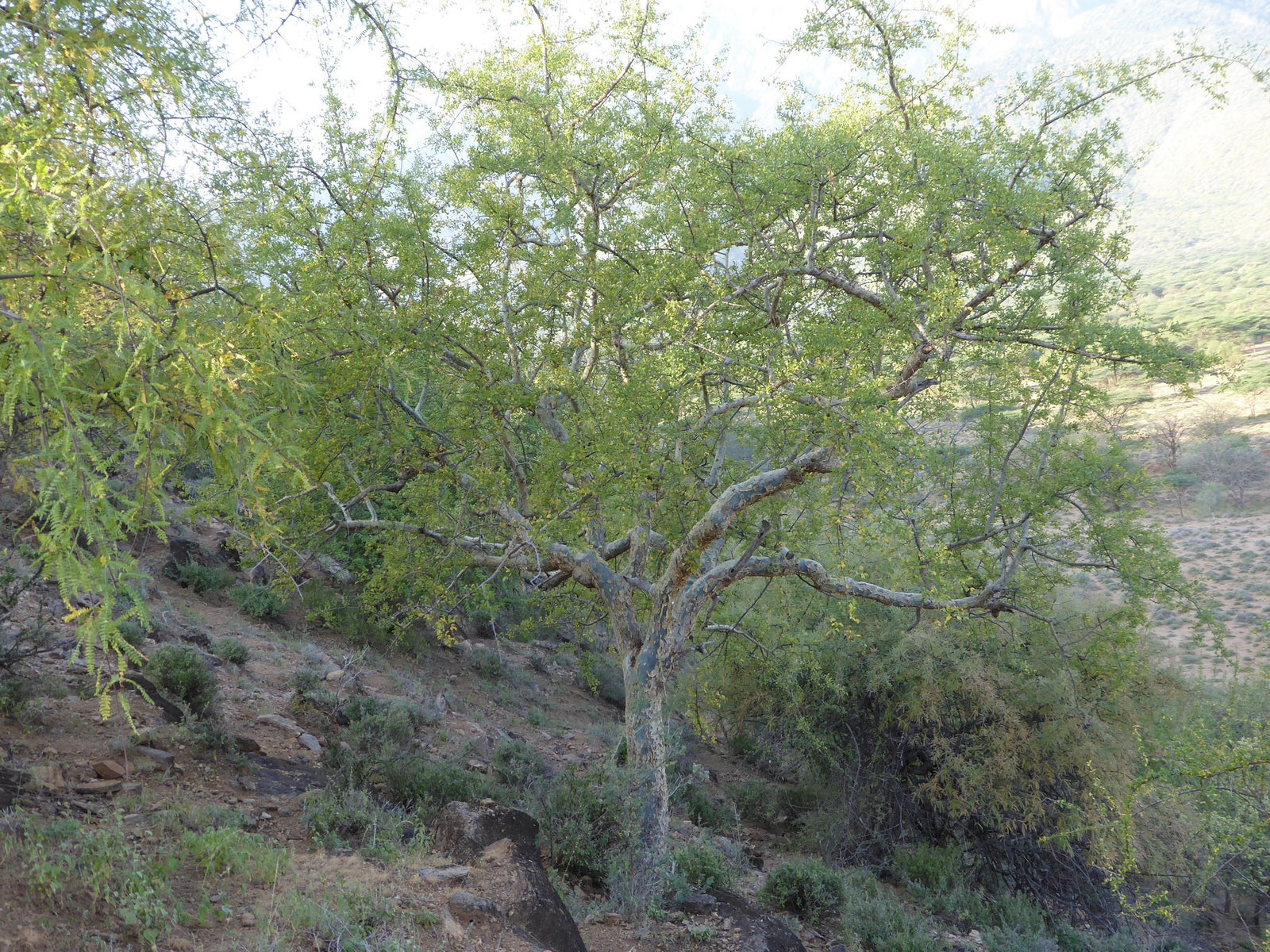 Holziana Myrrh-Commiphora Holziana resin-Bisabol Myrrh-Fairtrade and sustainable-Samburu tribe Kenya