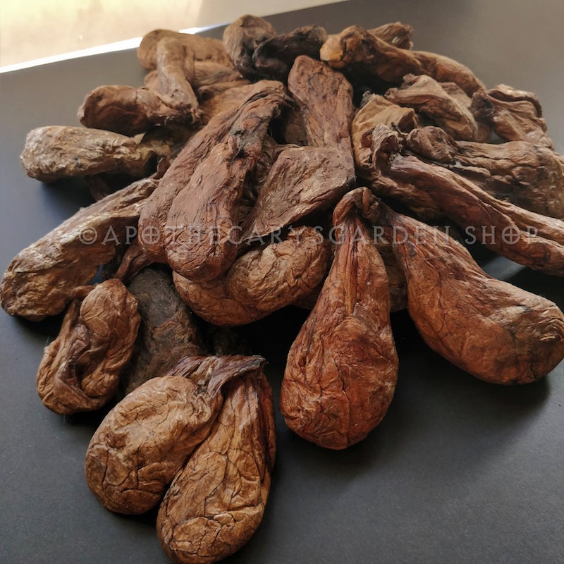 Castoreum-Beaver Castor Tincture - Apothecary's Garden