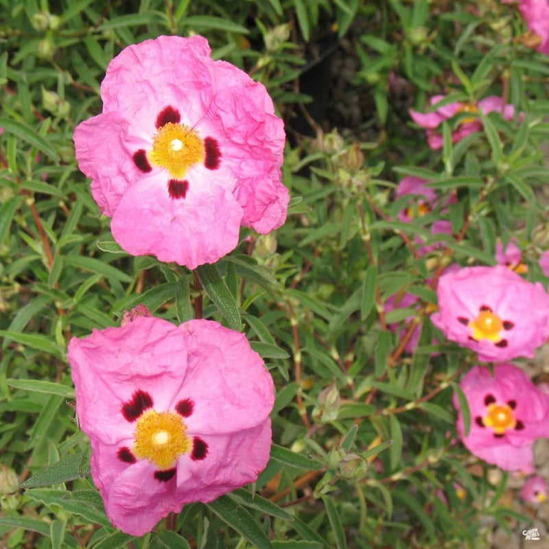 Labdanum Crete-Cistus Creticus-Modern or Traditional Harvest.
