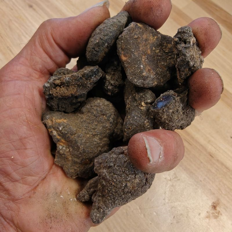 Red-copal-torote