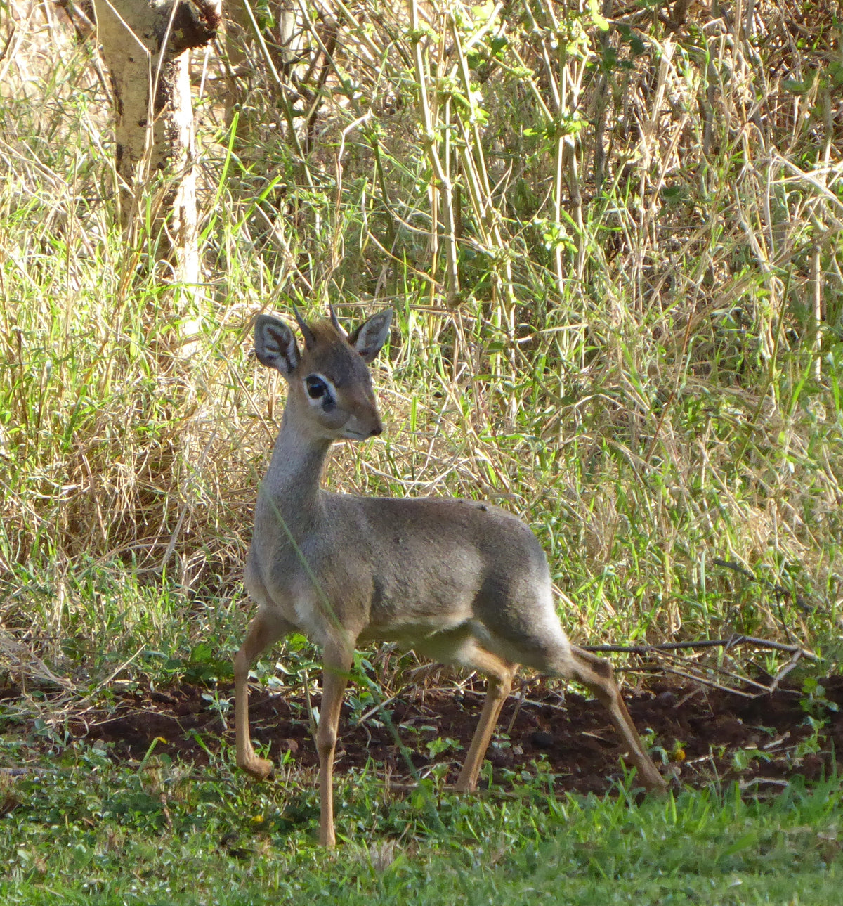 Deer Musk Grains
