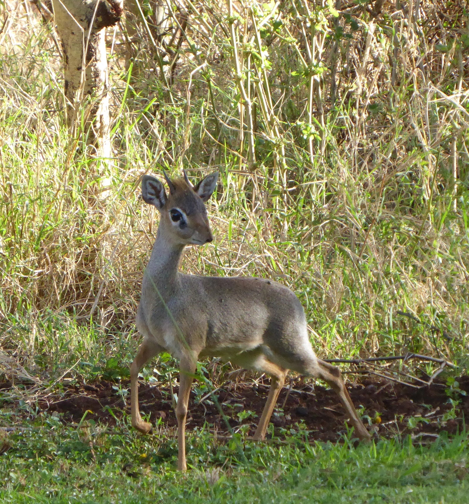 Deer Musk Grains