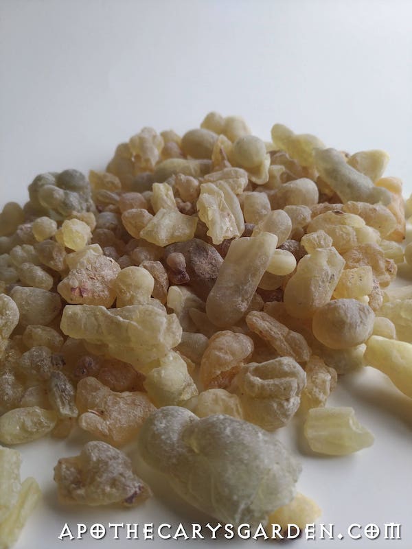 Frankincense Dalzielii