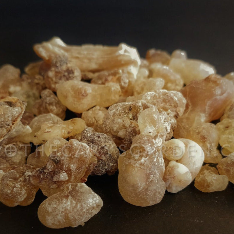 Frankincense Dalzielii Absolute