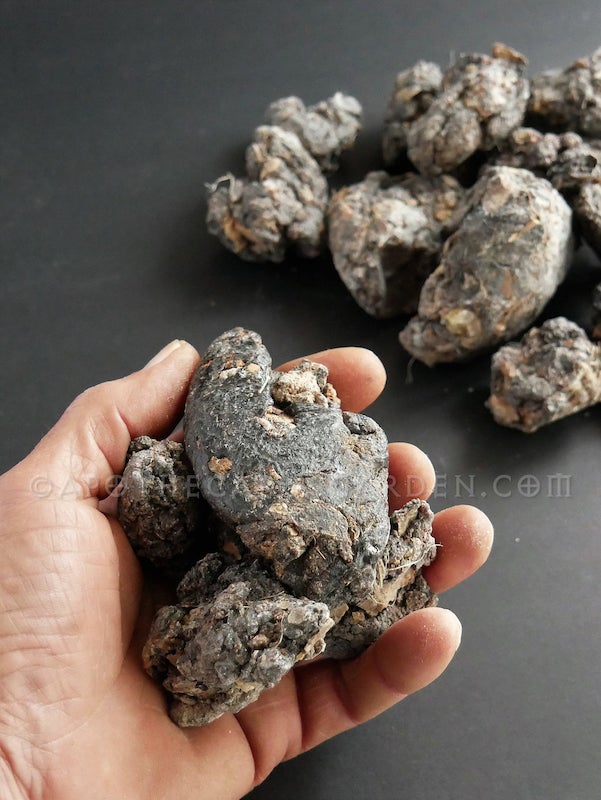 Frankincense Neglecta essential oil