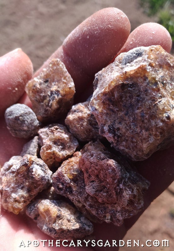 Frankincense Neglecta-Thurimel