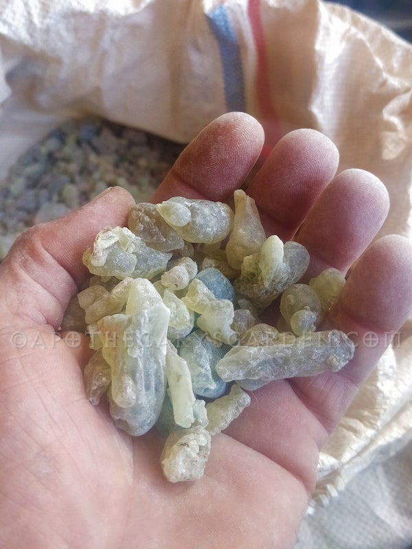 Frankincense Royal Green Hojari Essential oil