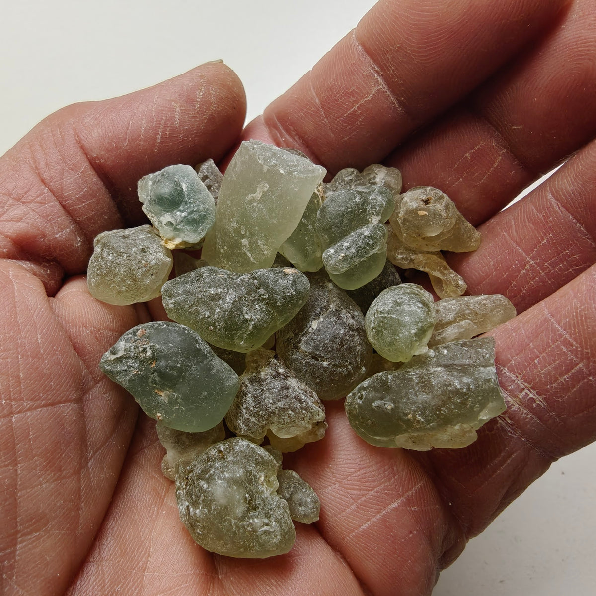 Green Frankincense Dalzielii RARE