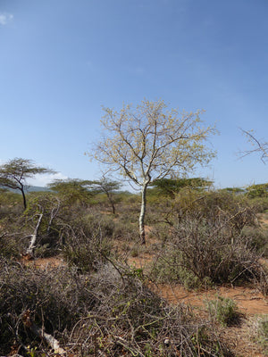 Holziana Myrrh-Commiphora Holziana resin-Bisabol Myrrh-Fairtrade and sustainable-Samburu tribe Kenya