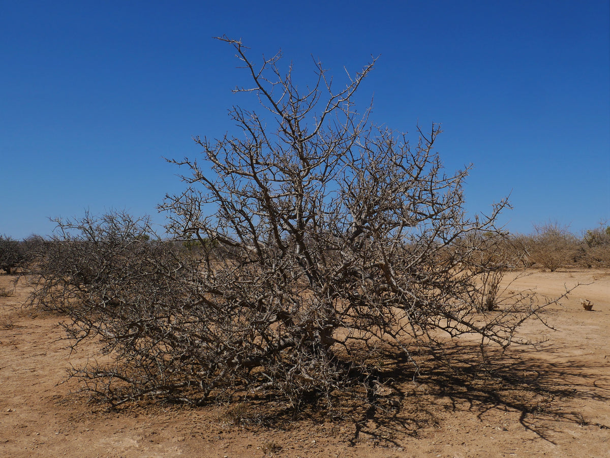 Myrrh Essential Oil-Small-Batch Artisan distillation-Kenya