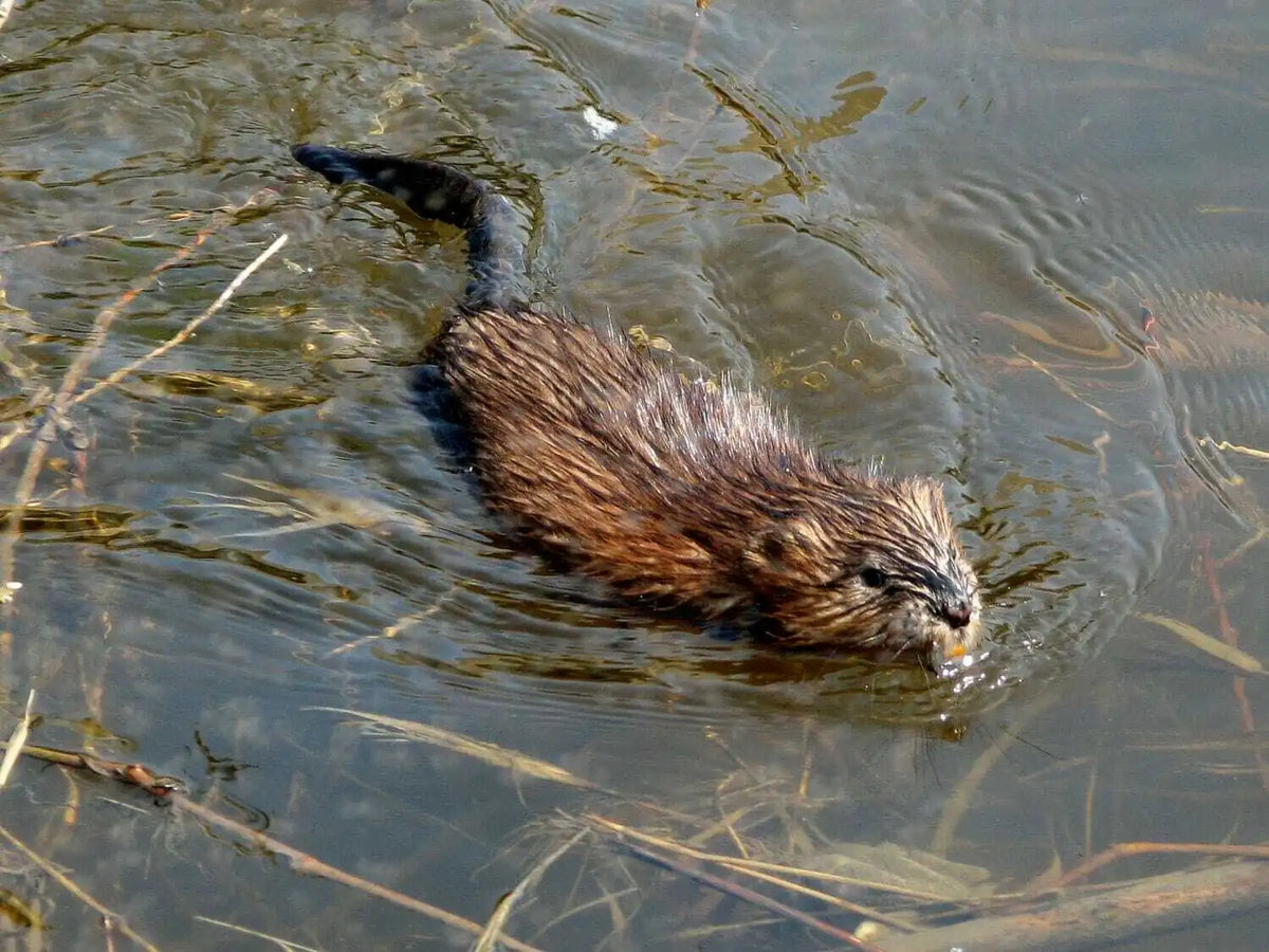 Muskrat musk gland paste