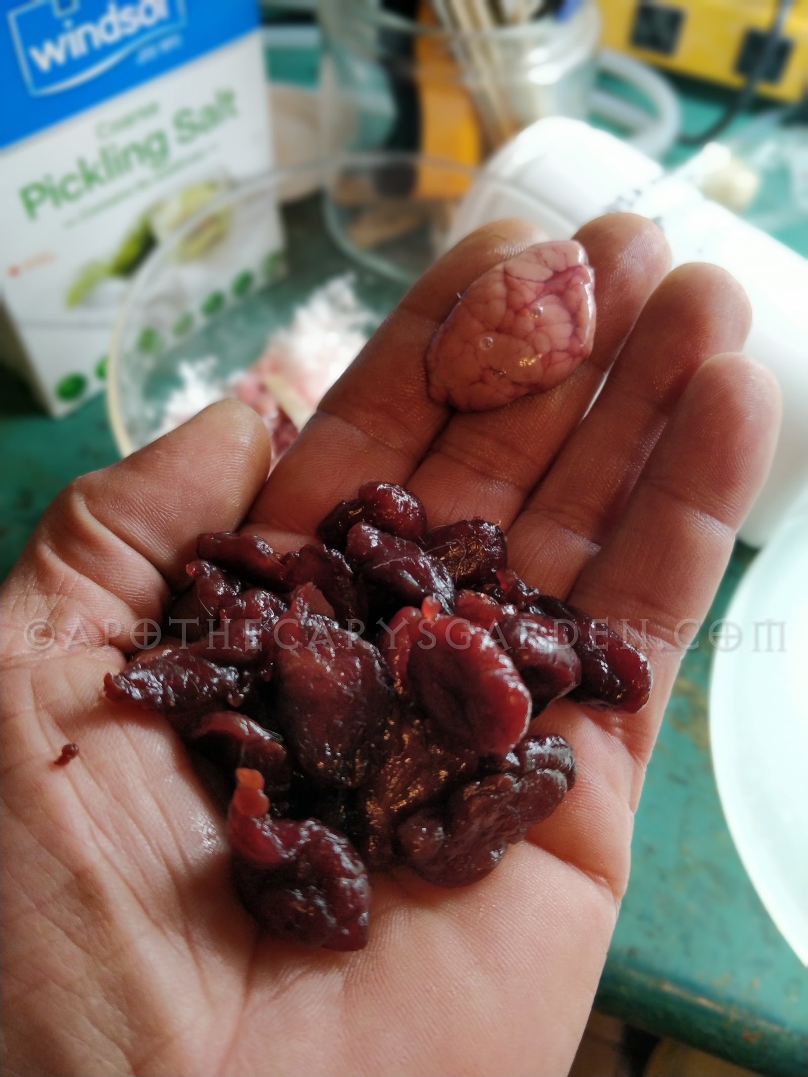 Muskrat musk gland paste