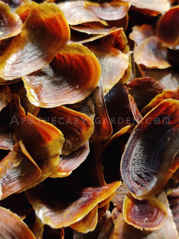 Onycha-Operculum