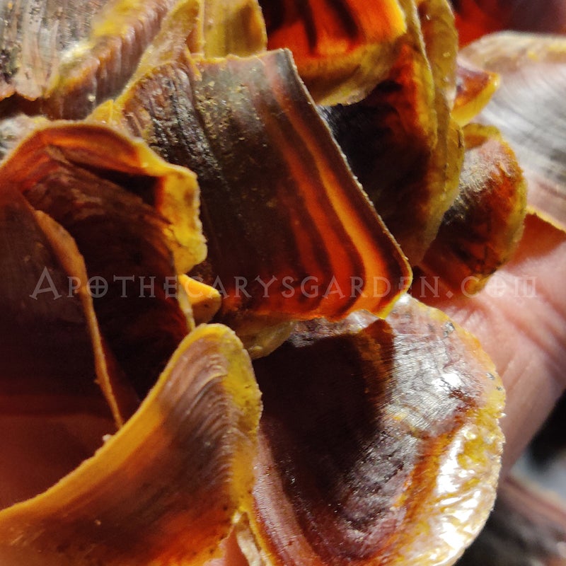 Onycha-Operculum