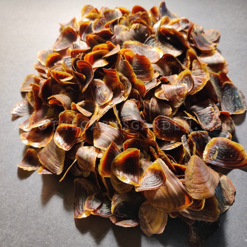 Onycha-Operculum