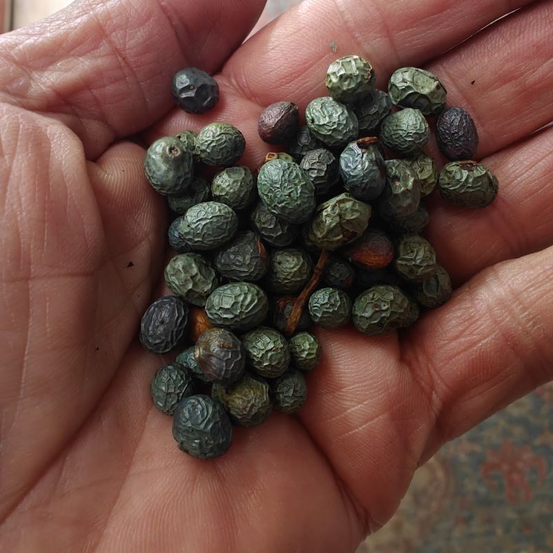 Mount Atlas Mastic Seeds