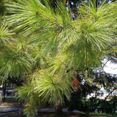 White Pine essential oil. Artisan Distilled from fresh resin