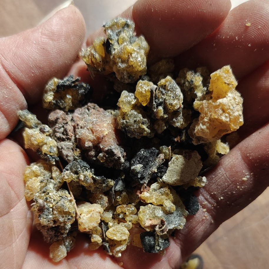 Canary Island Pine Resin-Sustainable